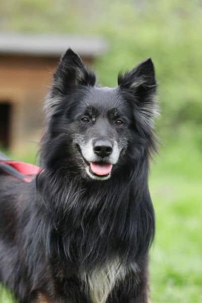 Fukano, Border Collie/Schäferhund-Mischling sucht ein Zuhause in Berlin