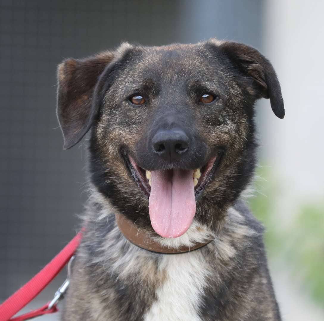 Kamal, Deutscher Schäferhund-Mischling sucht ein Zuhause in Berlin