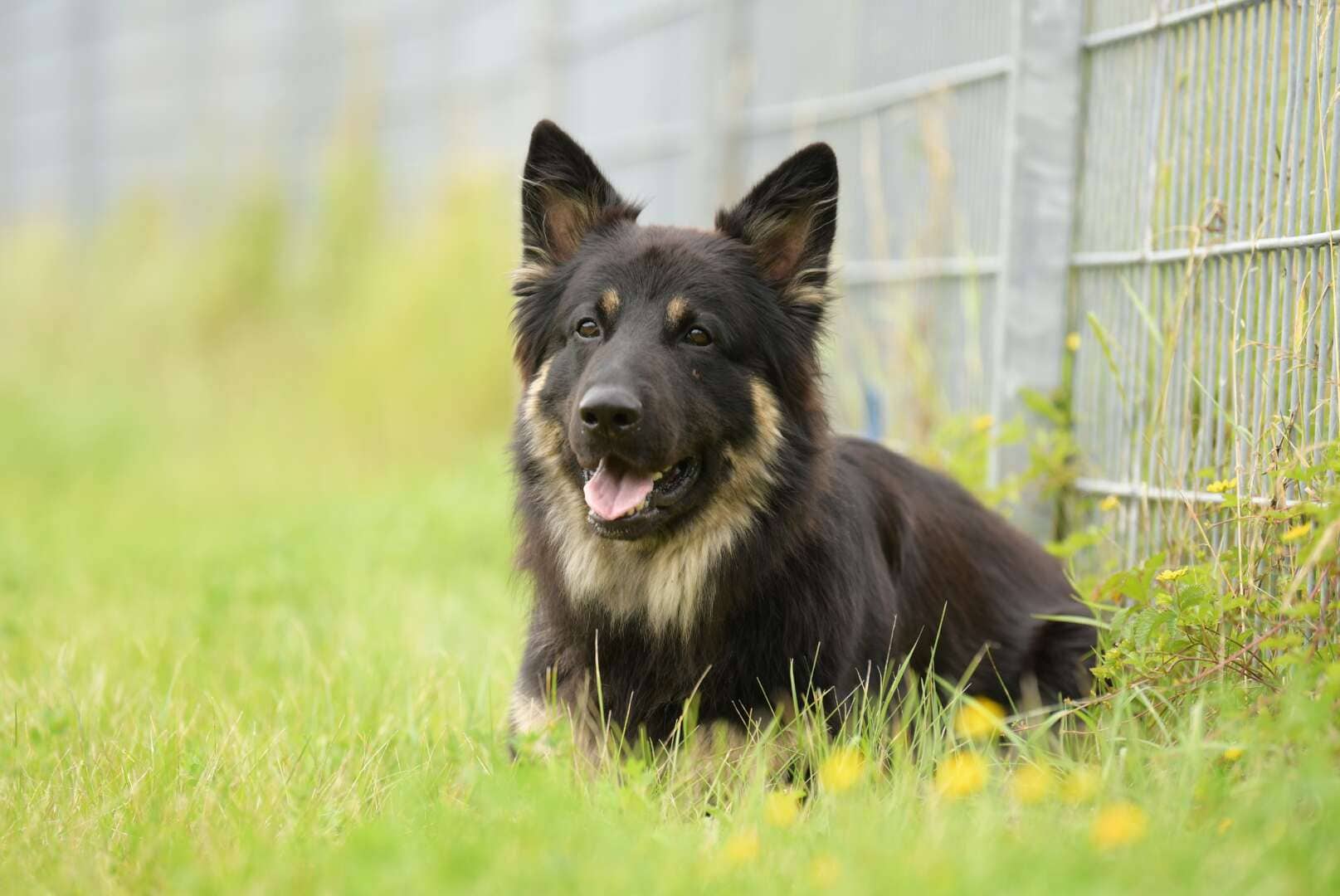 Gero, Deutscher Schäferhund aus dem Tierheim in Berlin (Foto 1 von 7)