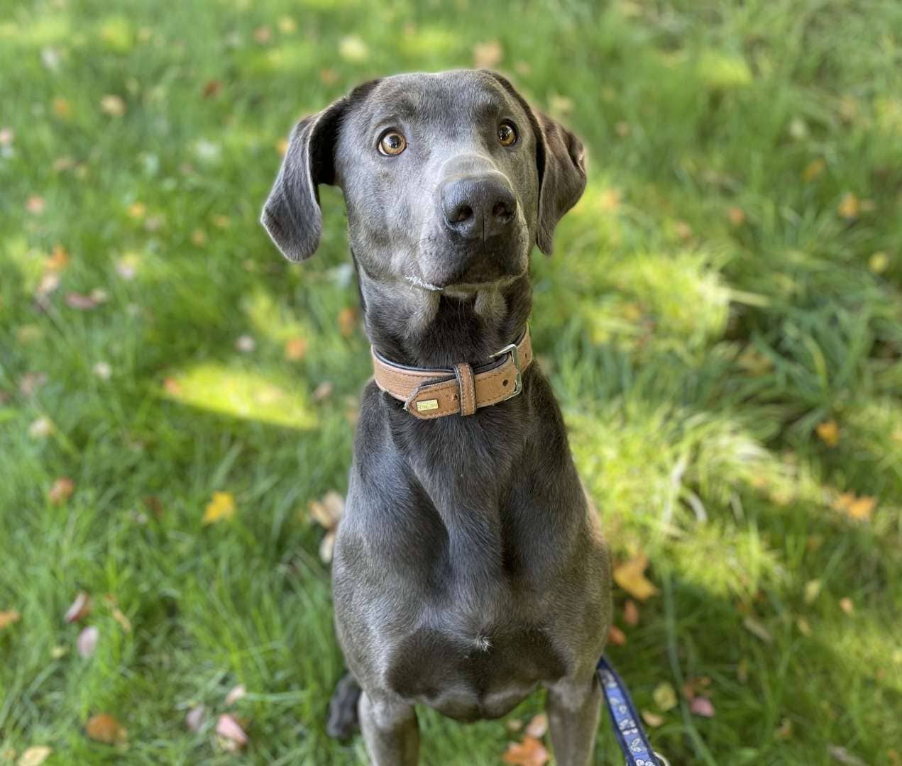 Marlo, Weimaraner-Mischling sucht ein Zuhause in Berlin