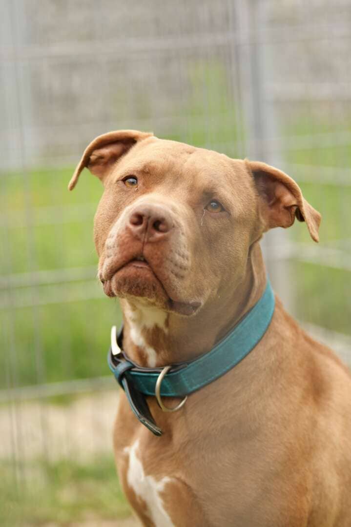 TJ (Tommy Junior), Staffordshire Terrier-Mischling sucht ein Zuhause in Berlin