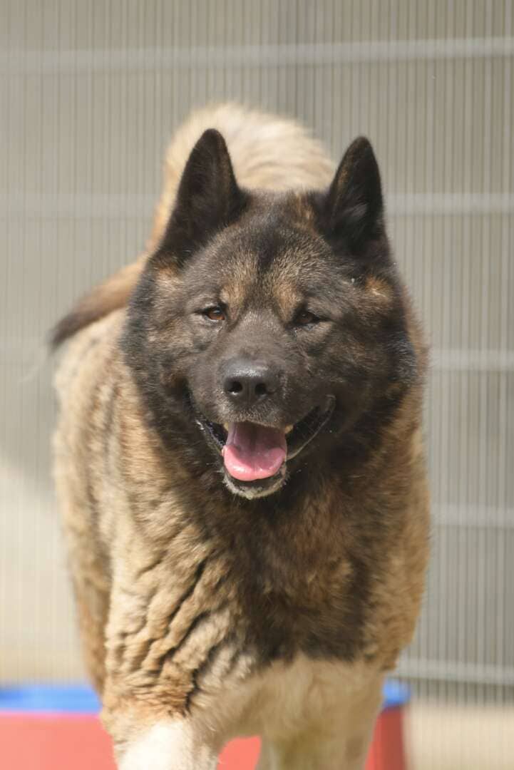 Hatschi, American Akita sucht ein Zuhause in Berlin