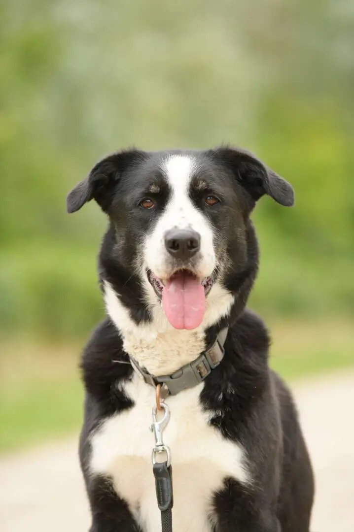 Miko, Border Collie-Mischling sucht ein Zuhause in Berlin