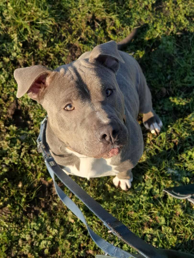 Maya, Staffordshire-Terrier-Mischling aus dem Tierheim in Berlin (Foto 1 von 2)