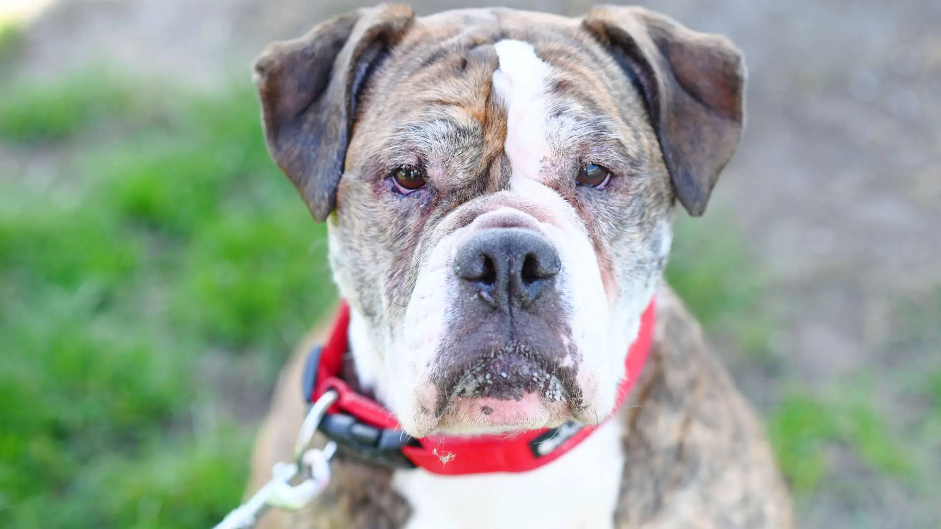 Amy, Olde English Bulldog aus dem Tierheim in Berlin (Foto 1 von 4)