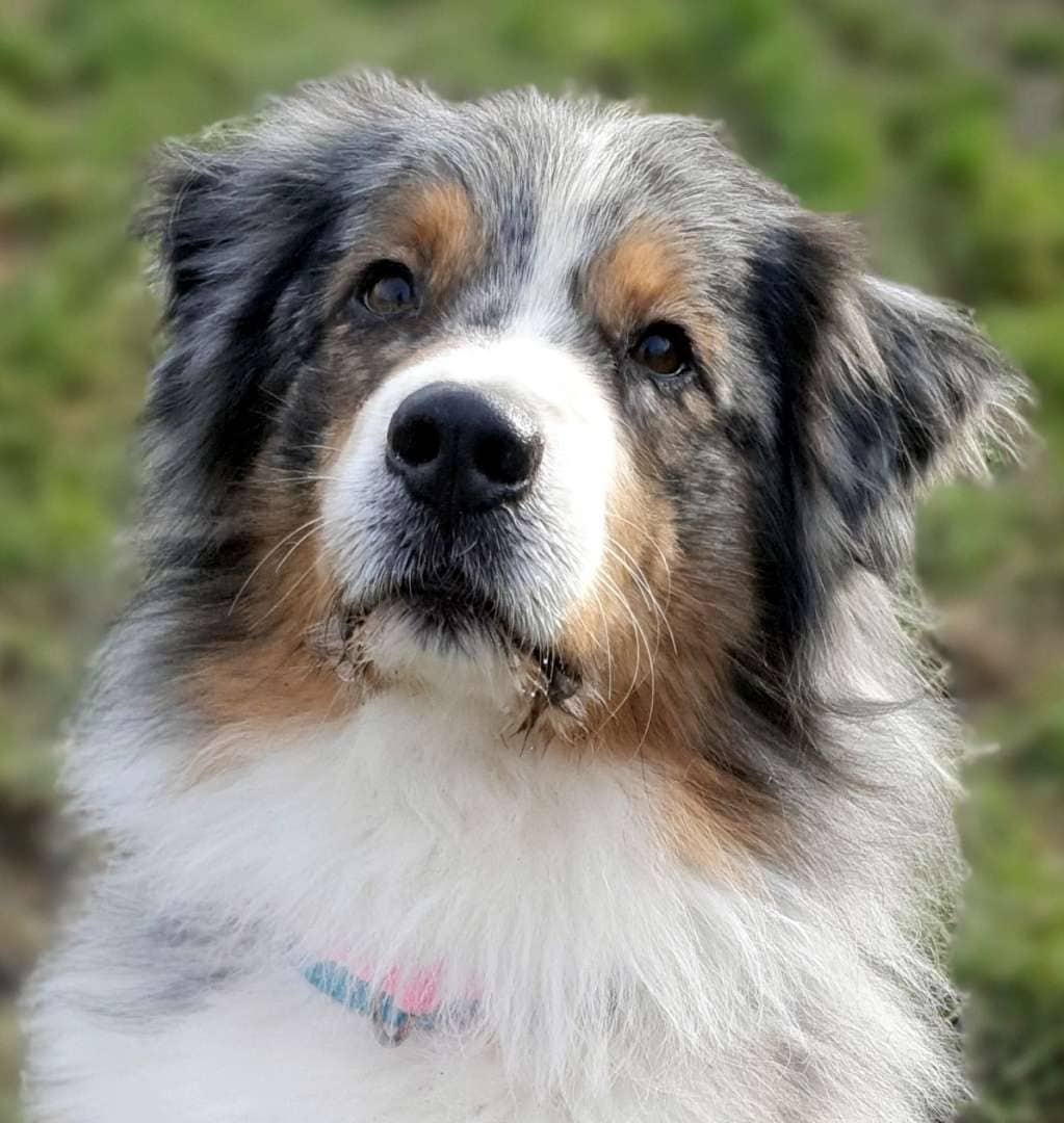 Torben, Australian Shepherd sucht ein Zuhause in Berlin