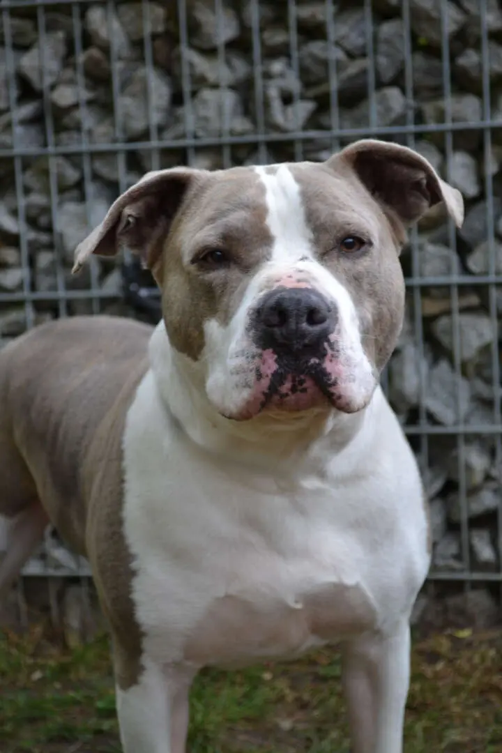 Graf, Staffordshire Terrier-Mischling sucht ein Zuhause in Berlin