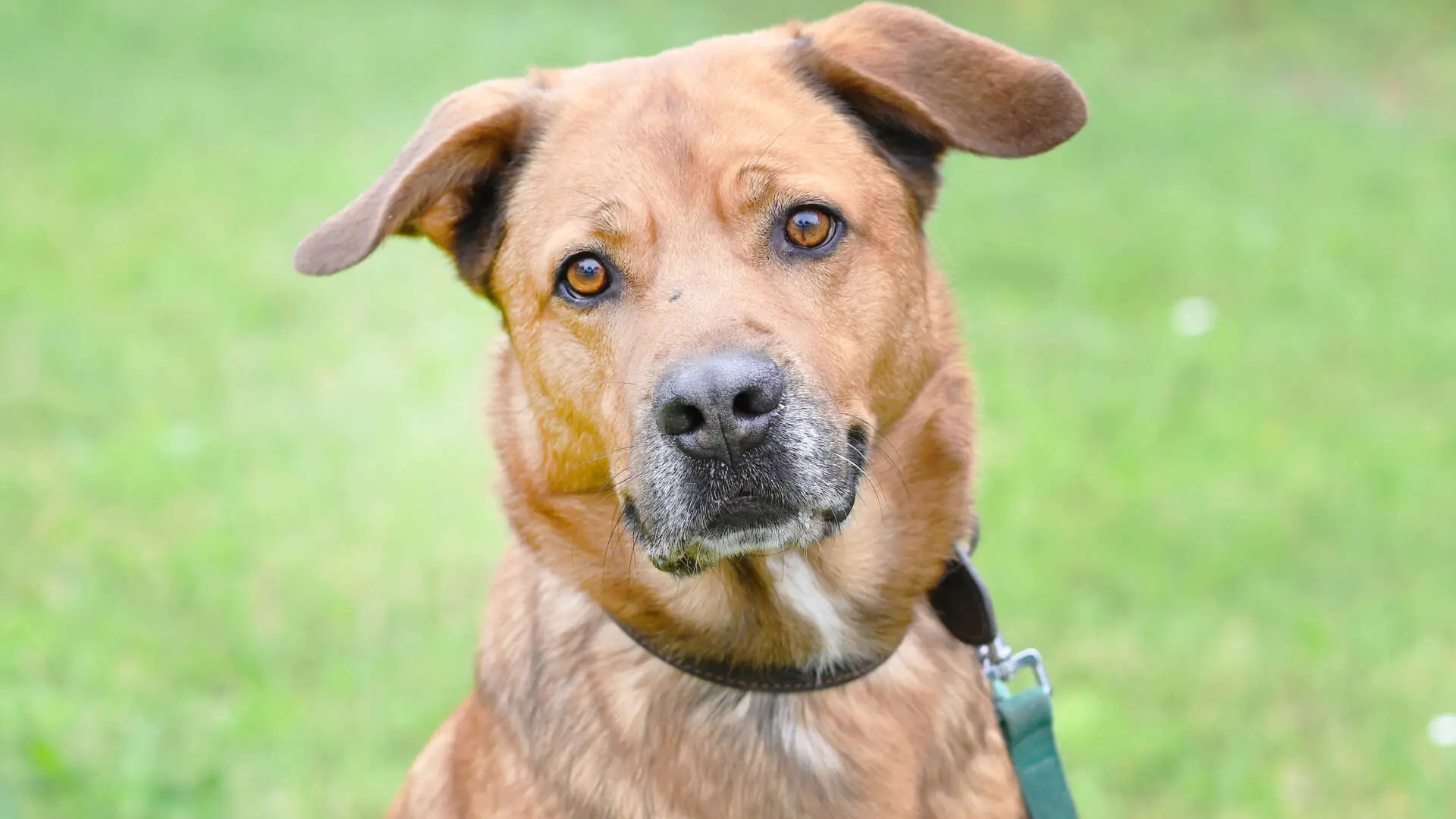 Klaus, Deutscher Schäferhund-Mischling sucht ein Zuhause in Berlin