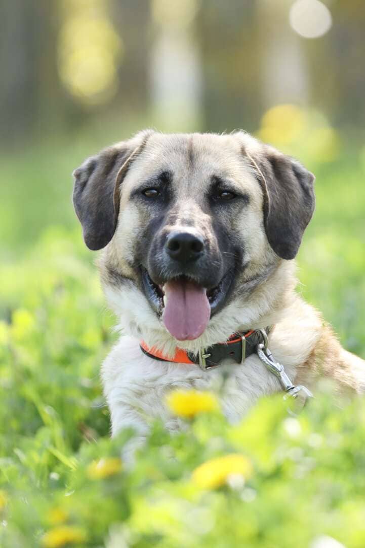 Lotte, Kangal-Mischling sucht ein Zuhause in Berlin