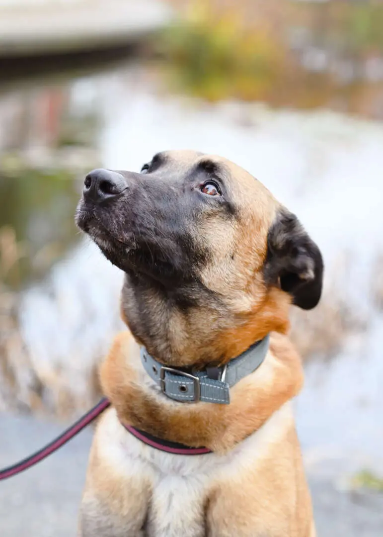 Joker, Malinois sucht ein Zuhause in Berlin