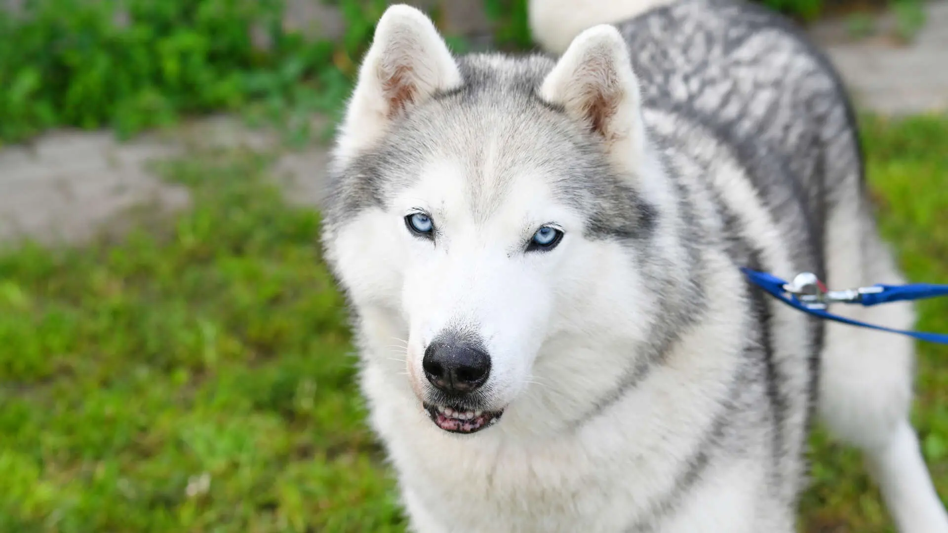 Marley, Husky-Mischling sucht ein Zuhause in Berlin