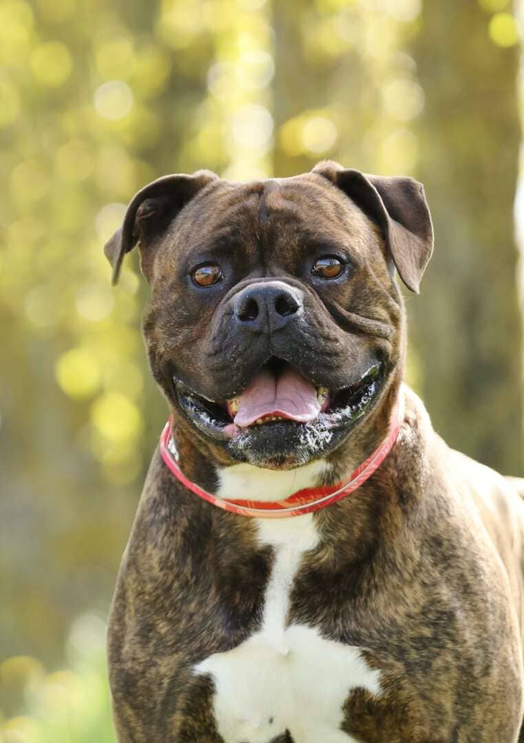 Radjah, Bullmastiff-Mischling aus dem Tierheim in Berlin (Foto 1 von 9)