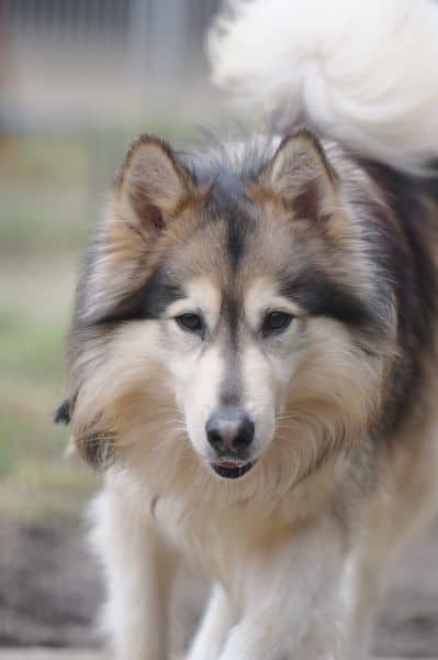 Timba, Husky-Mischling sucht ein Zuhause in Berlin