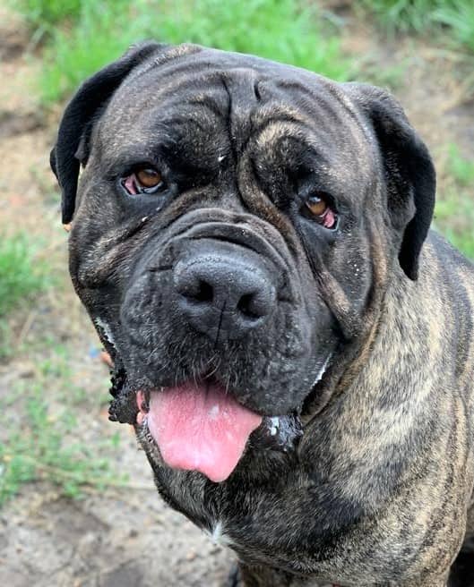 Dante, Mastino-Mischling sucht ein Zuhause in Berlin
