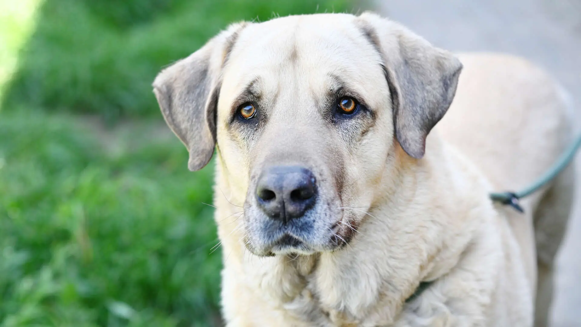 Bobby, Kangal sucht ein Zuhause in Berlin
