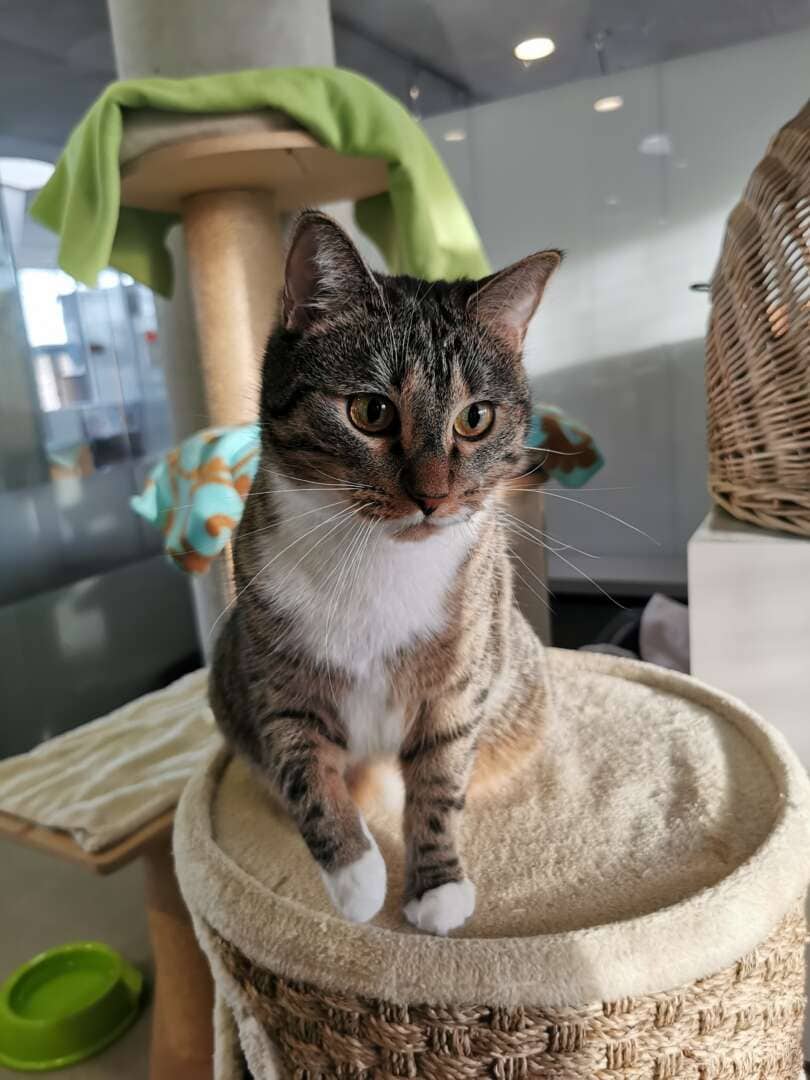 Kira, Europäisch Kurzhaar sucht ein Zuhause in Berlin