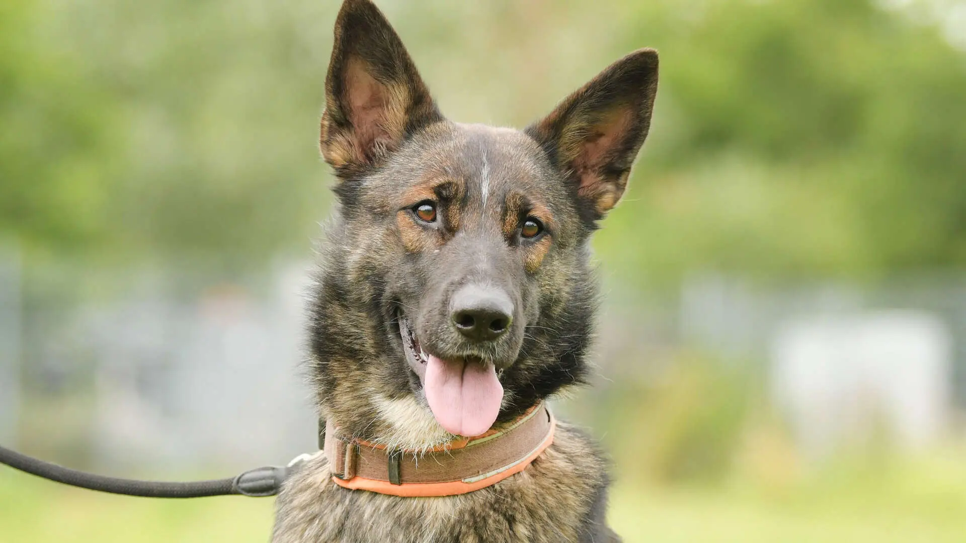 Bianca, Deutscher Schäferhund aus dem Tierheim in Berlin (Foto 1 von 2)