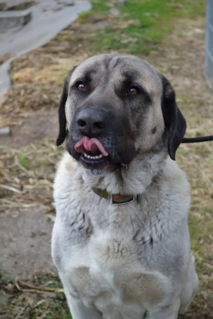 Bo, Kangal sucht ein Zuhause in Berlin