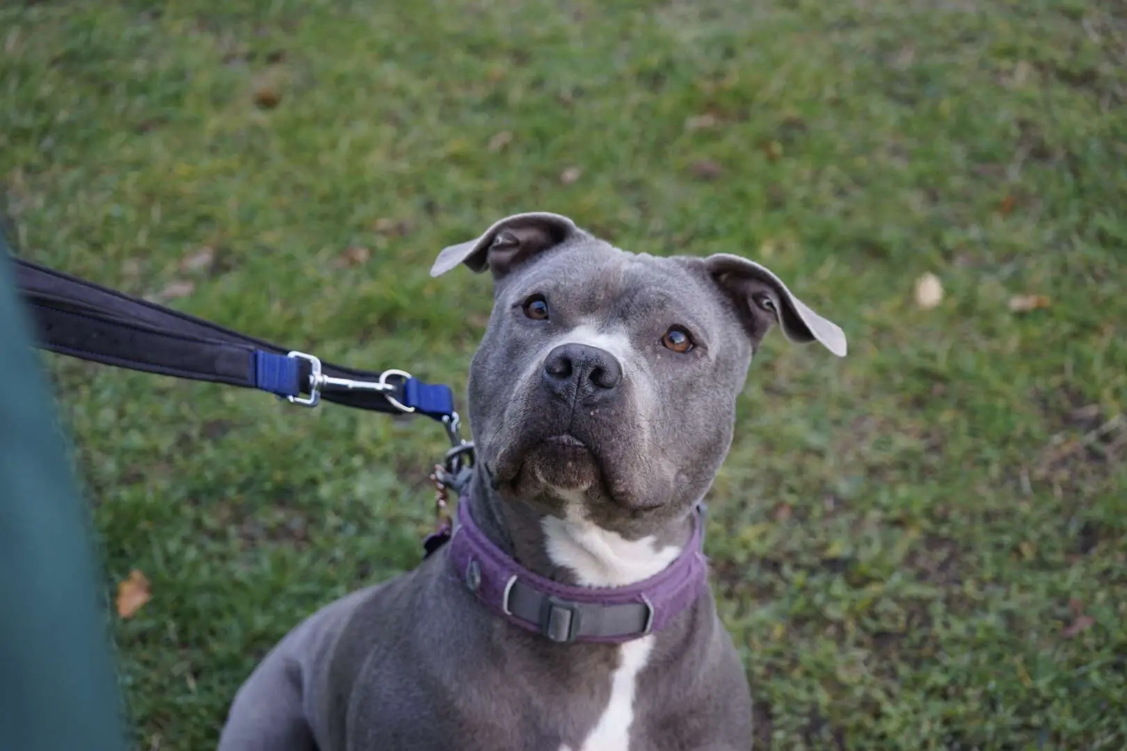 Cookie, Staffordshire Terrier-Mischling sucht ein Zuhause in Berlin