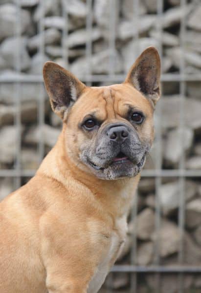 Charly, Frz. Bulldogg-Mischling sucht ein Zuhause in Berlin