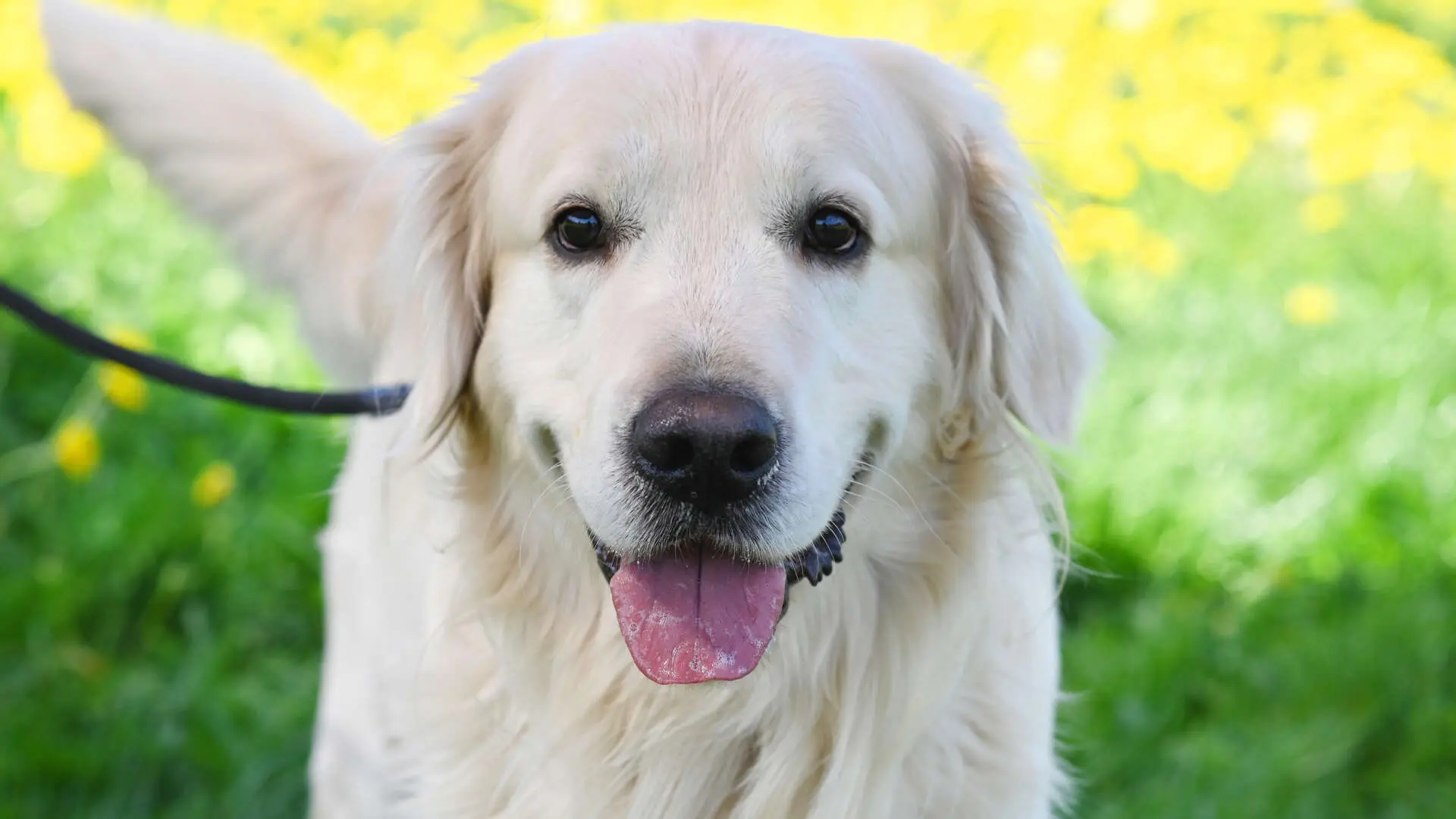 Logan, Golden Retriever sucht ein Zuhause in Berlin