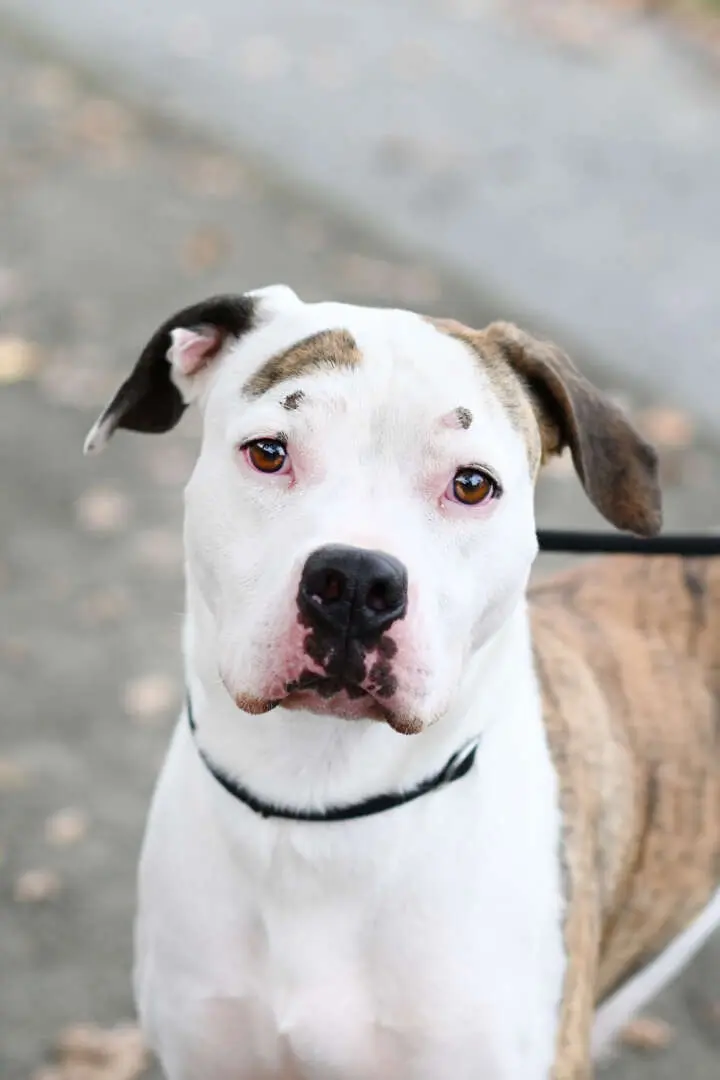 Stone, Staffordshire Terrier-Mischling aus dem Tierheim in Berlin (Foto 1 von 4)