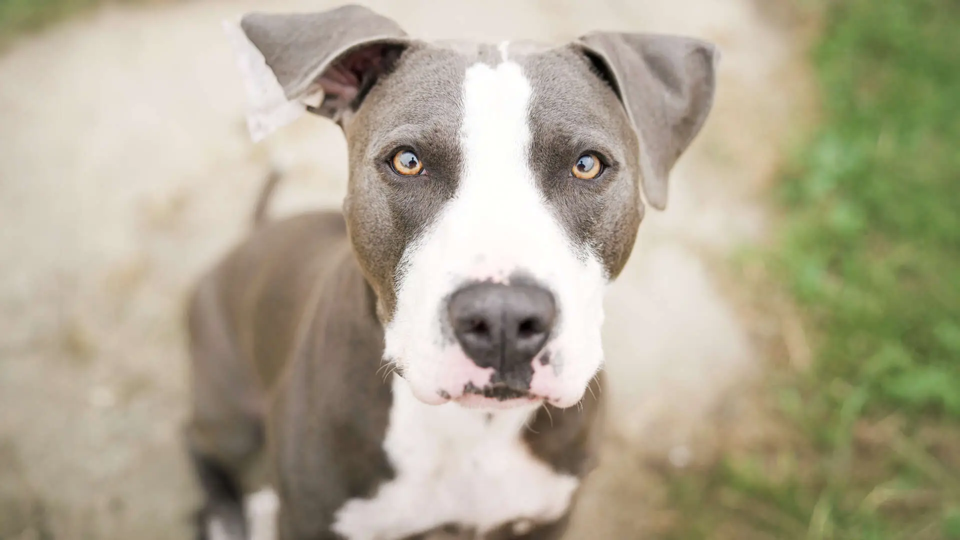 Paco, Staffordshire Terrier-Mischling sucht ein Zuhause in Berlin