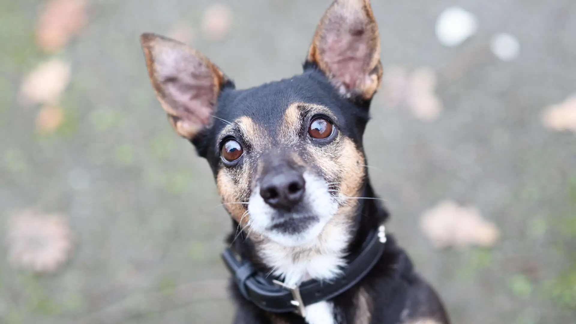 Maurice, Dackel-Terrier-Mischling aus dem Tierheim in Berlin (Foto 1 von 6)