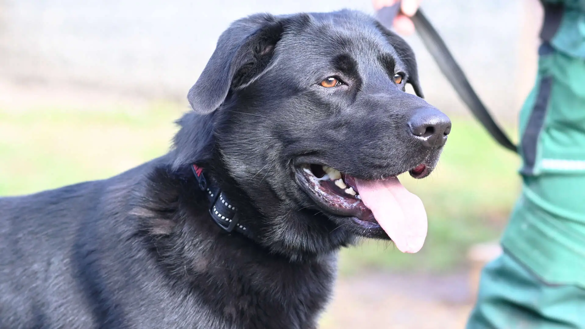 Blacky, Labrador-Schäferhund-Mischling sucht ein Zuhause in Berlin