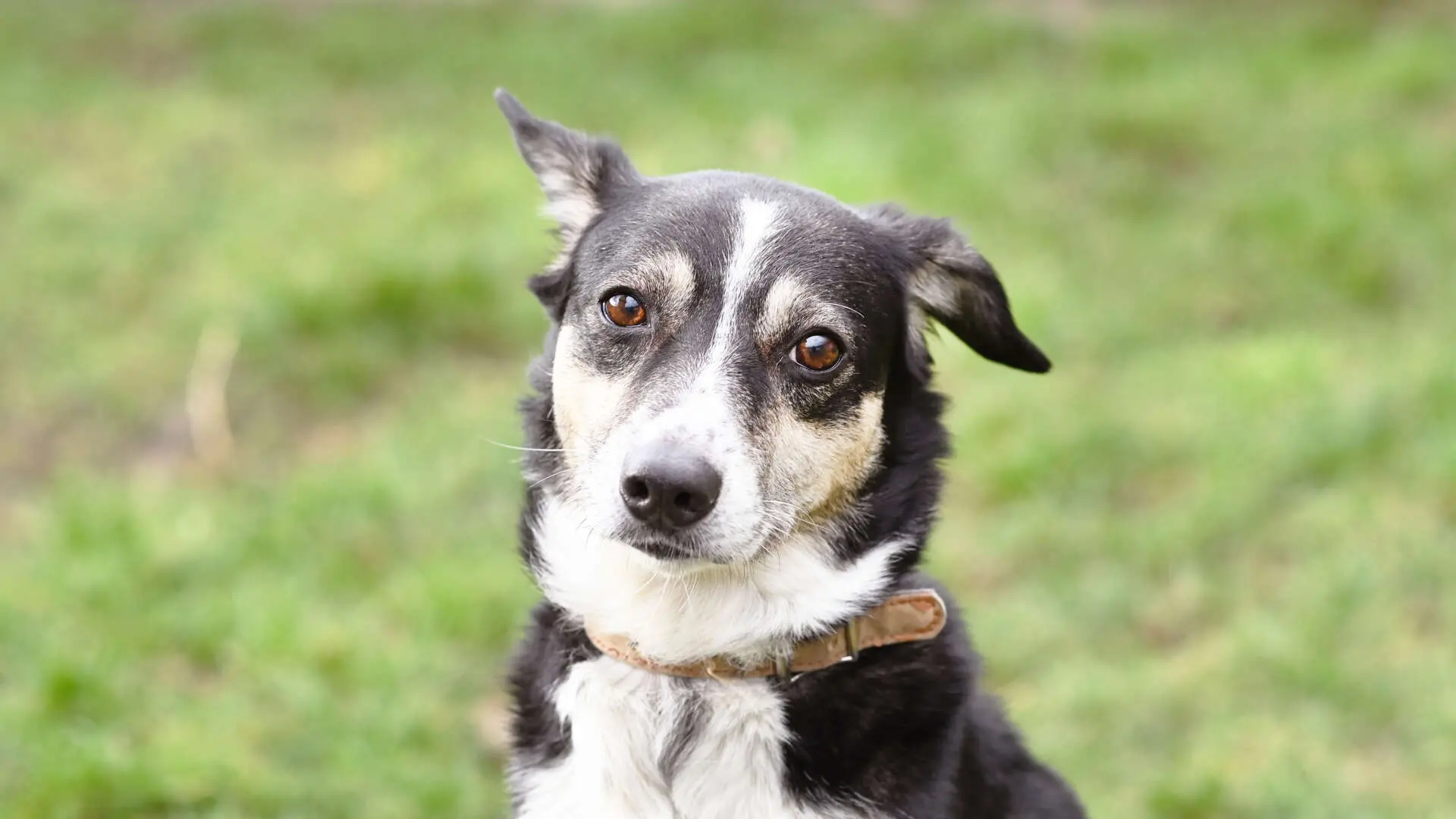 Filly, Collie-Mischling sucht ein Zuhause in Berlin