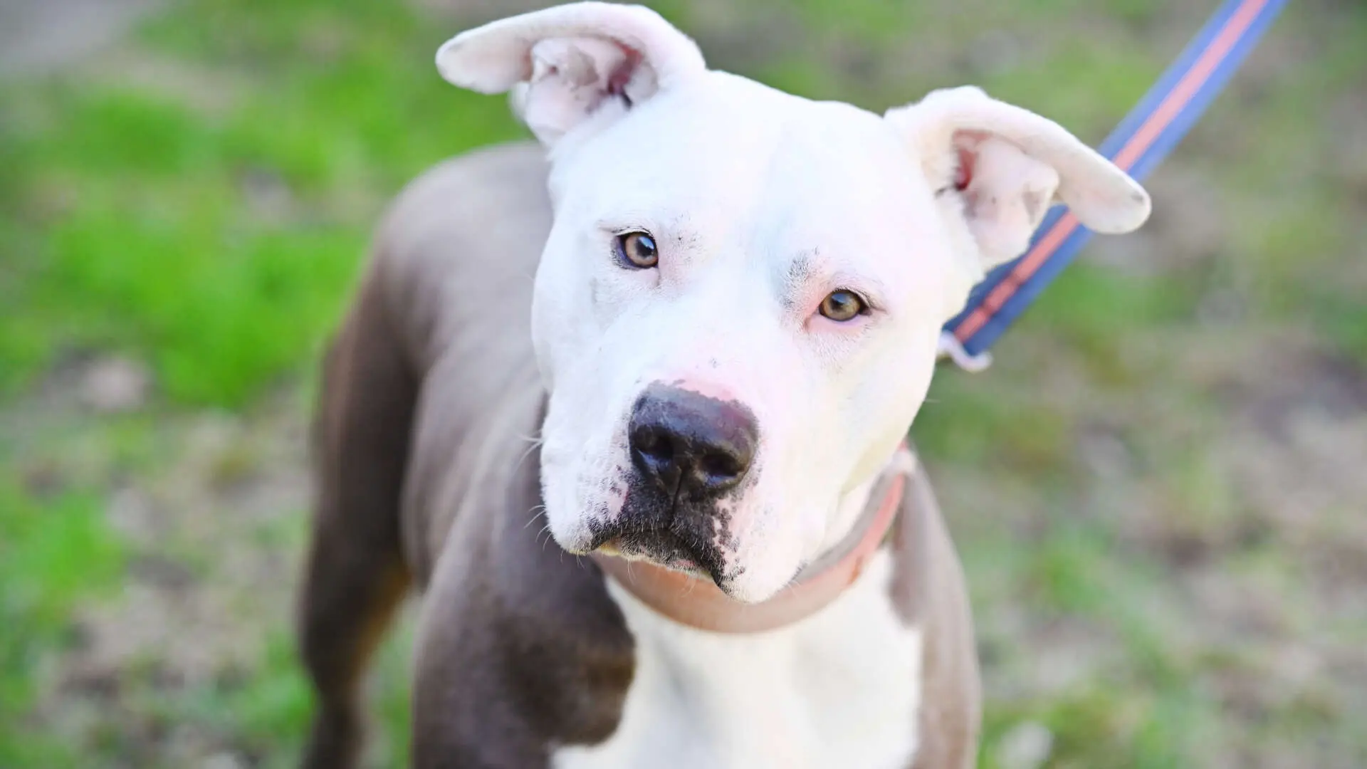 Milko, Staffordshire Terrier-Mischling aus dem Tierheim in Berlin (Foto 1 von 4)