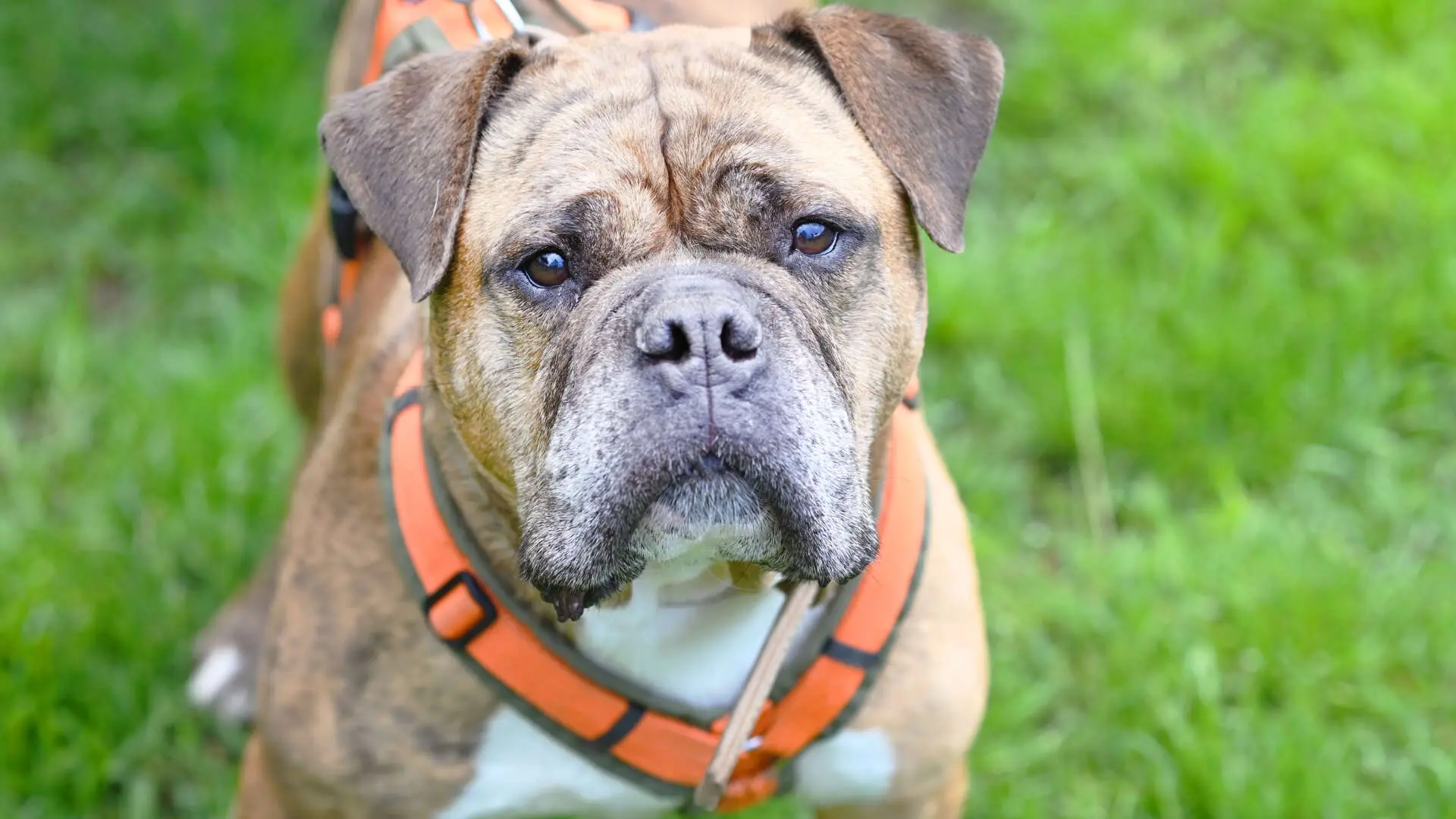 Viet, Englischer Bulldoggen-Mischling sucht ein Zuhause in Berlin