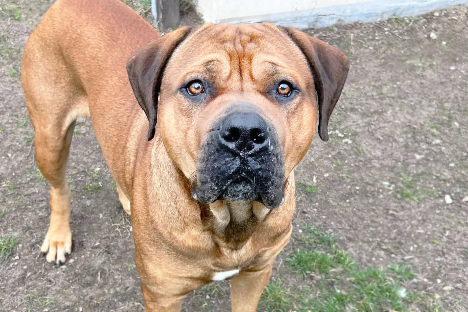 Brommel, Boerboel-Mischling sucht ein Zuhause in Berlin