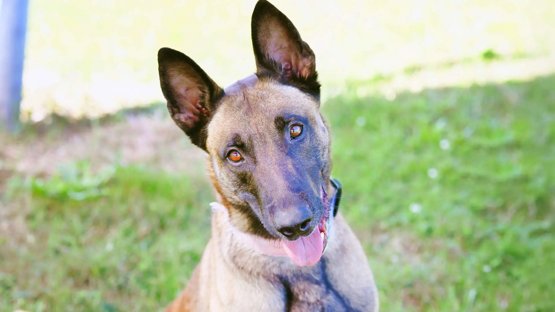 Nacho, Belgischer Schäferhund sucht ein Zuhause in Berlin