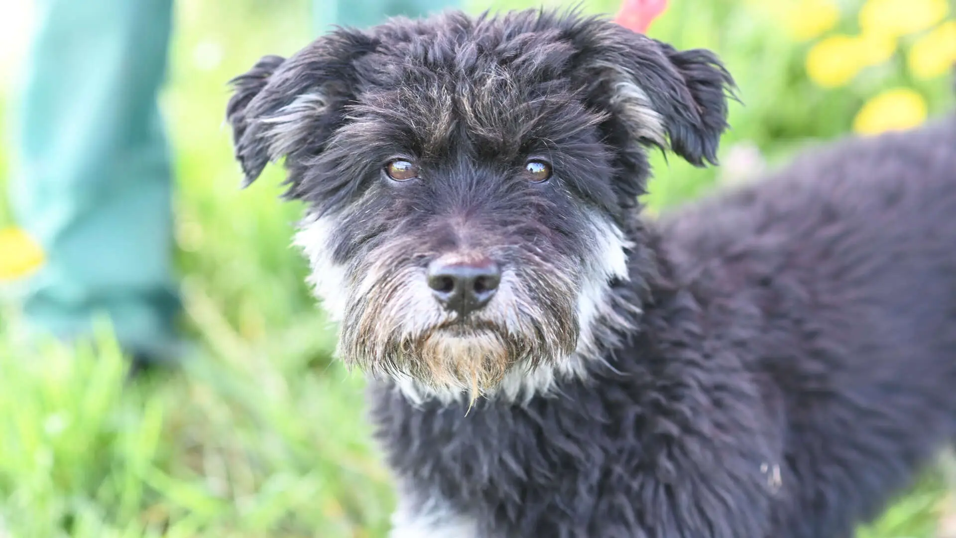 Charly, Terrier-Mischling sucht ein Zuhause in Berlin