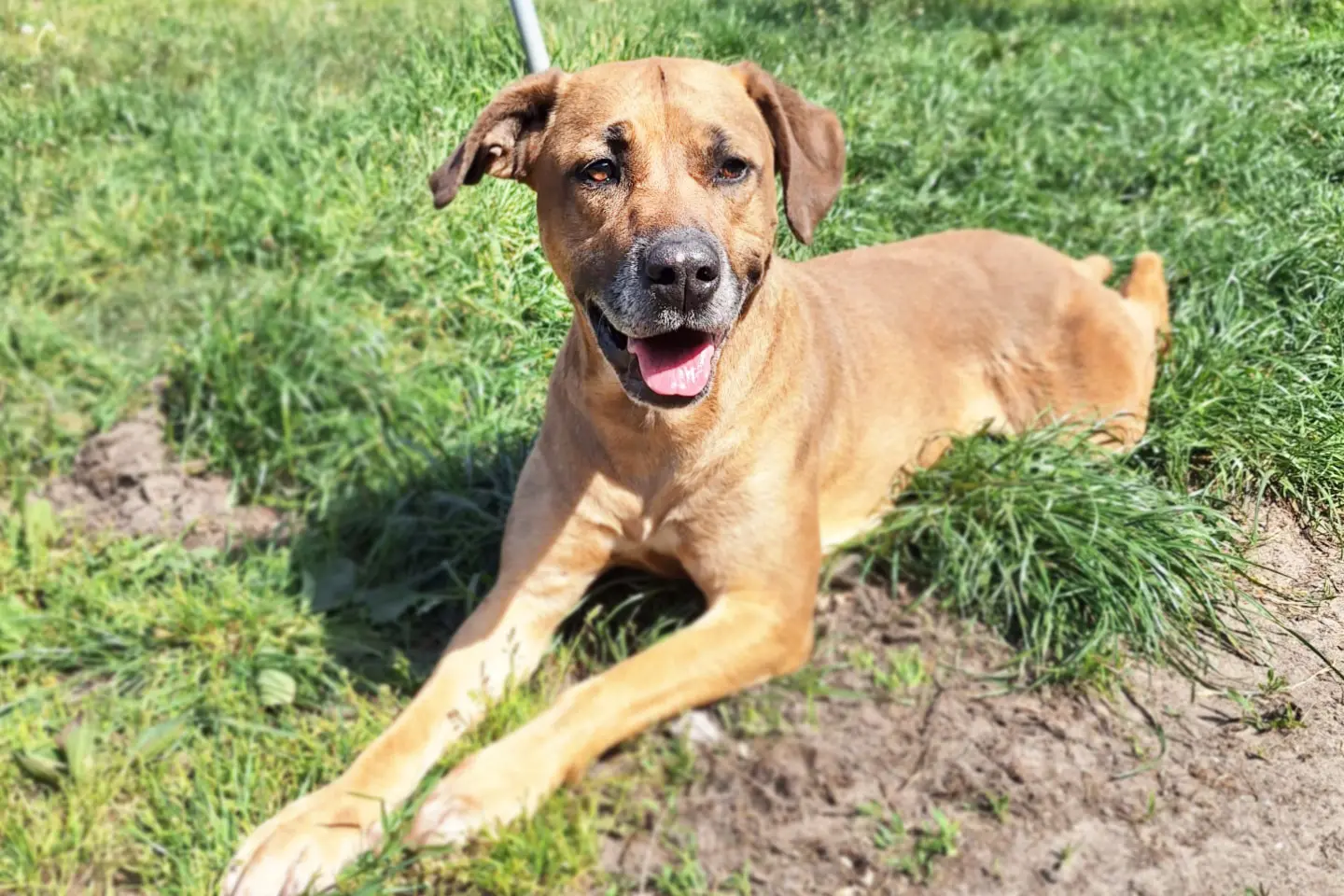 Leni, Ridgeback-Mischling sucht ein Zuhause in Berlin