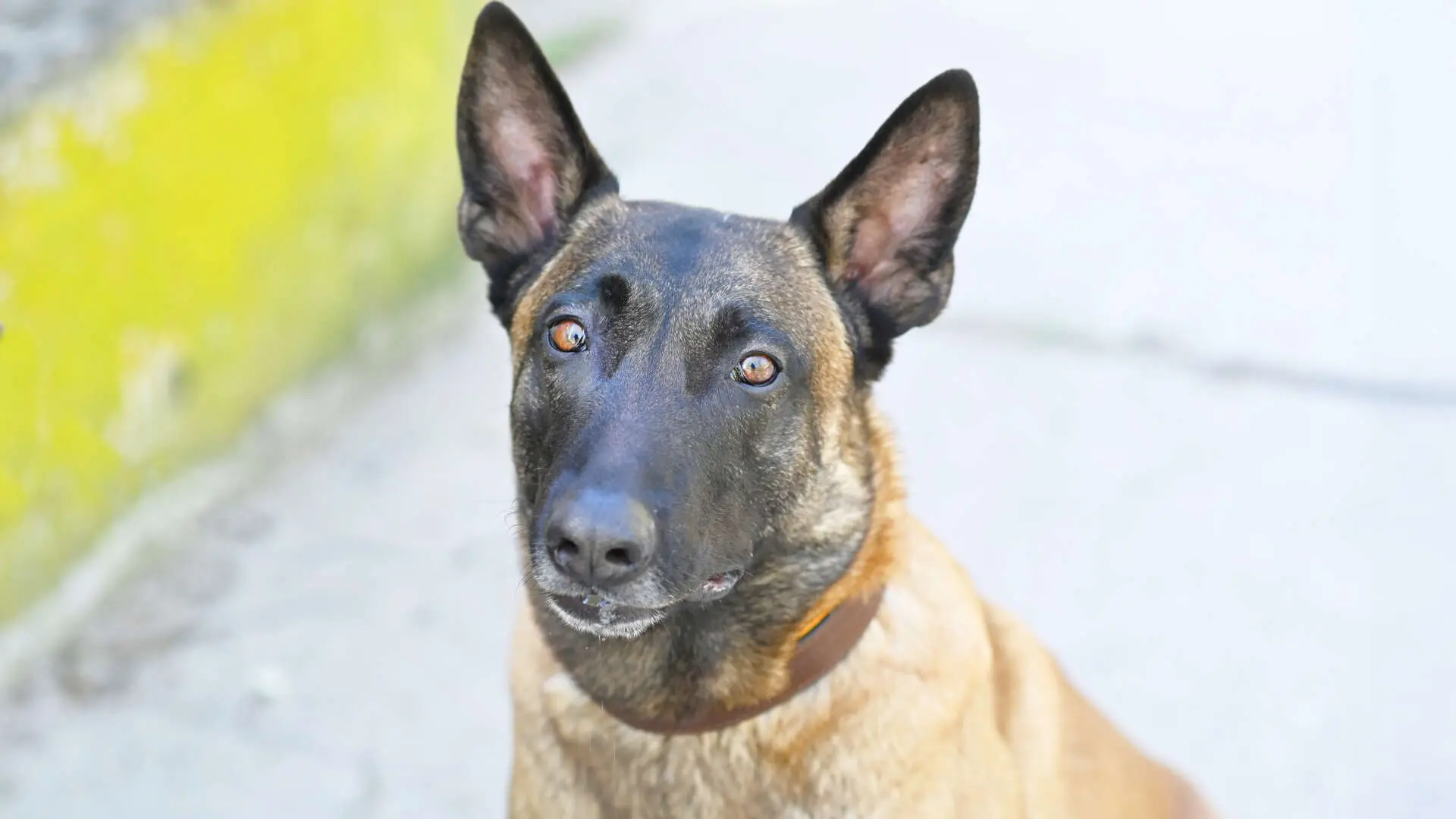 Lio, Malinois sucht ein Zuhause in Berlin