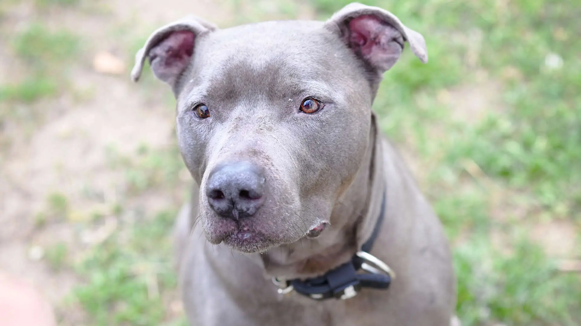 Racoon, Staffordshire Terrier-Mischling aus dem Tierheim in Berlin (Foto 1 von 7)
