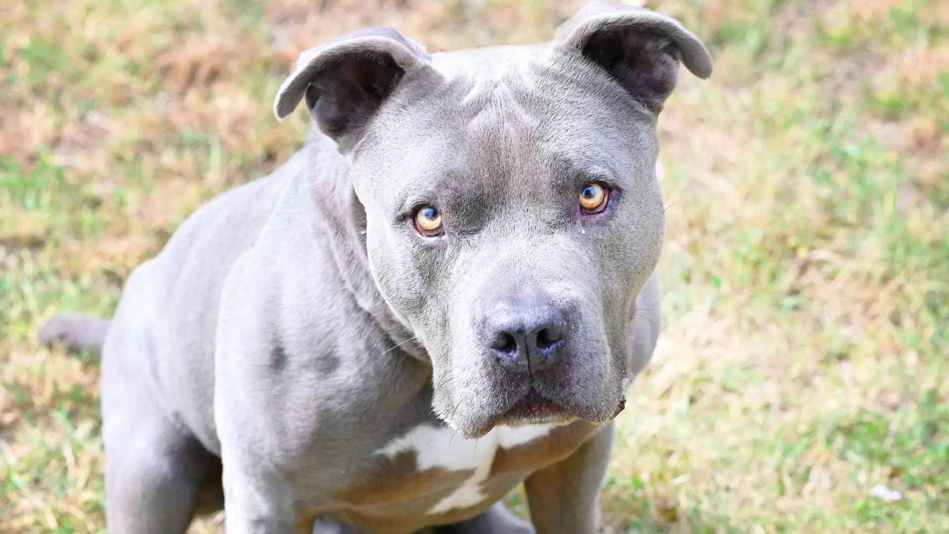 Ronny, Staffordshire Terrier-Mischling sucht ein Zuhause in Berlin