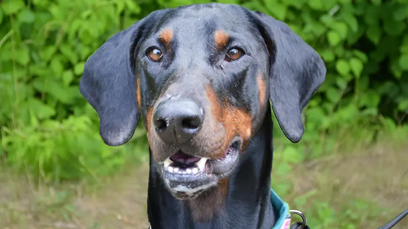 Cobi, Dobermann sucht ein Zuhause in Berlin