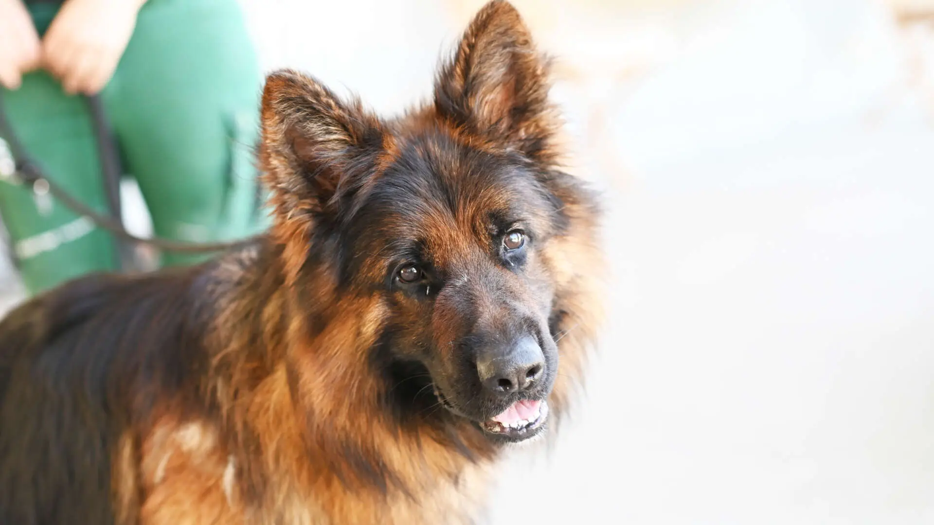 Baru, Altdt. Schäferhund sucht ein Zuhause in Berlin
