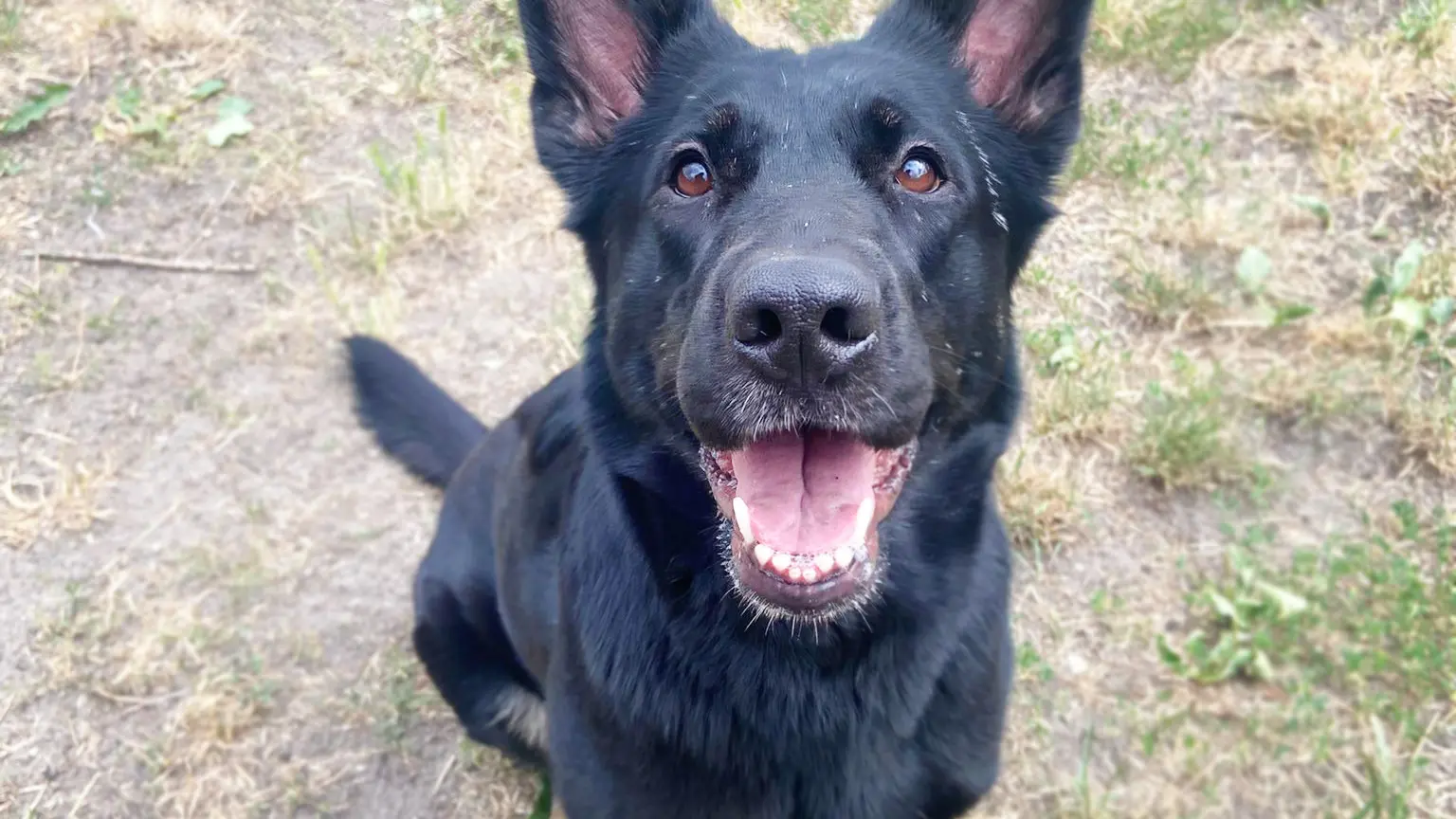 Dotty, Deutscher Schäferhund sucht ein Zuhause in Berlin