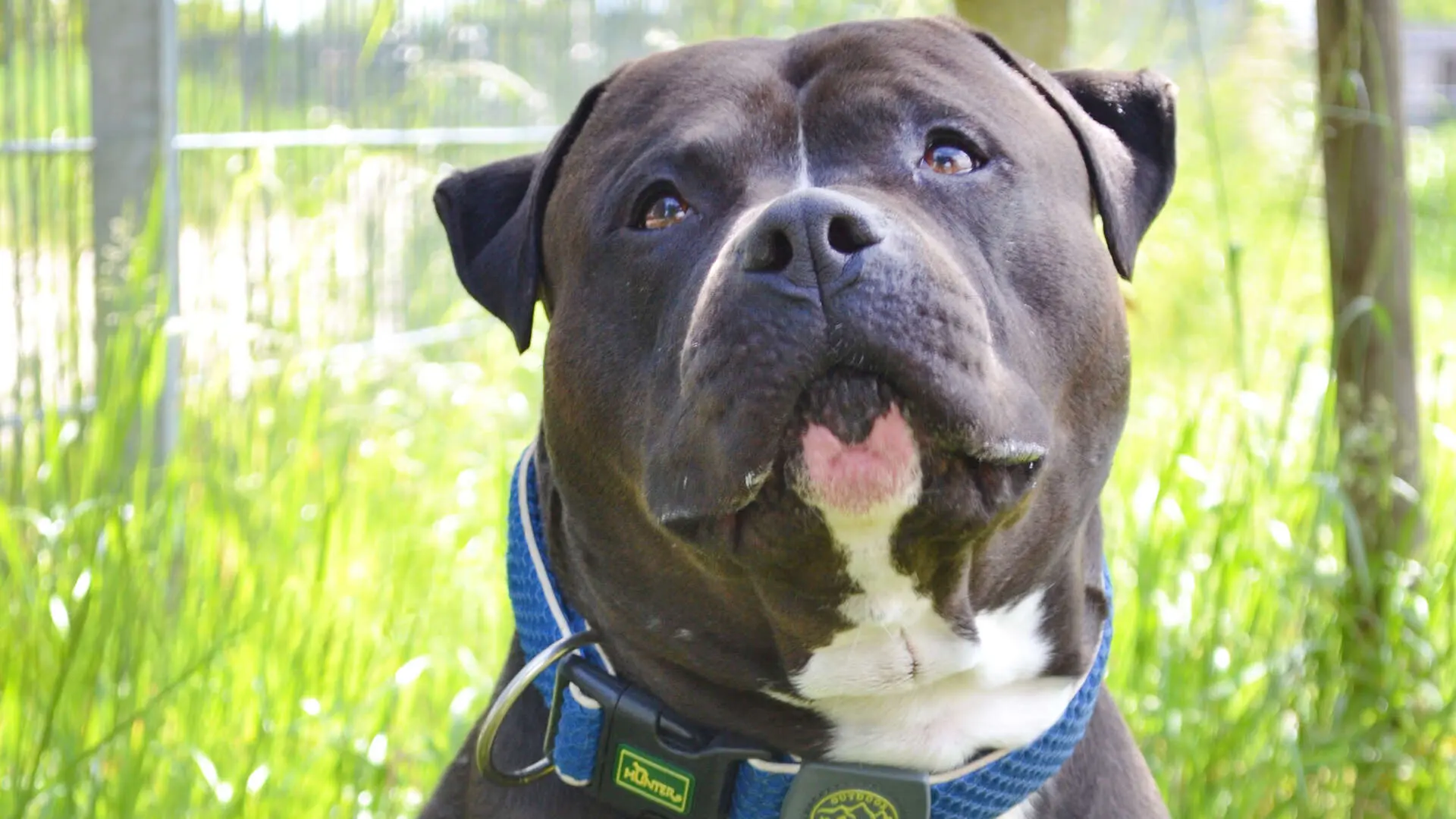 Moppi, Xl-Bully-Mischling aus dem Tierheim in Berlin (Foto 1 von 7)