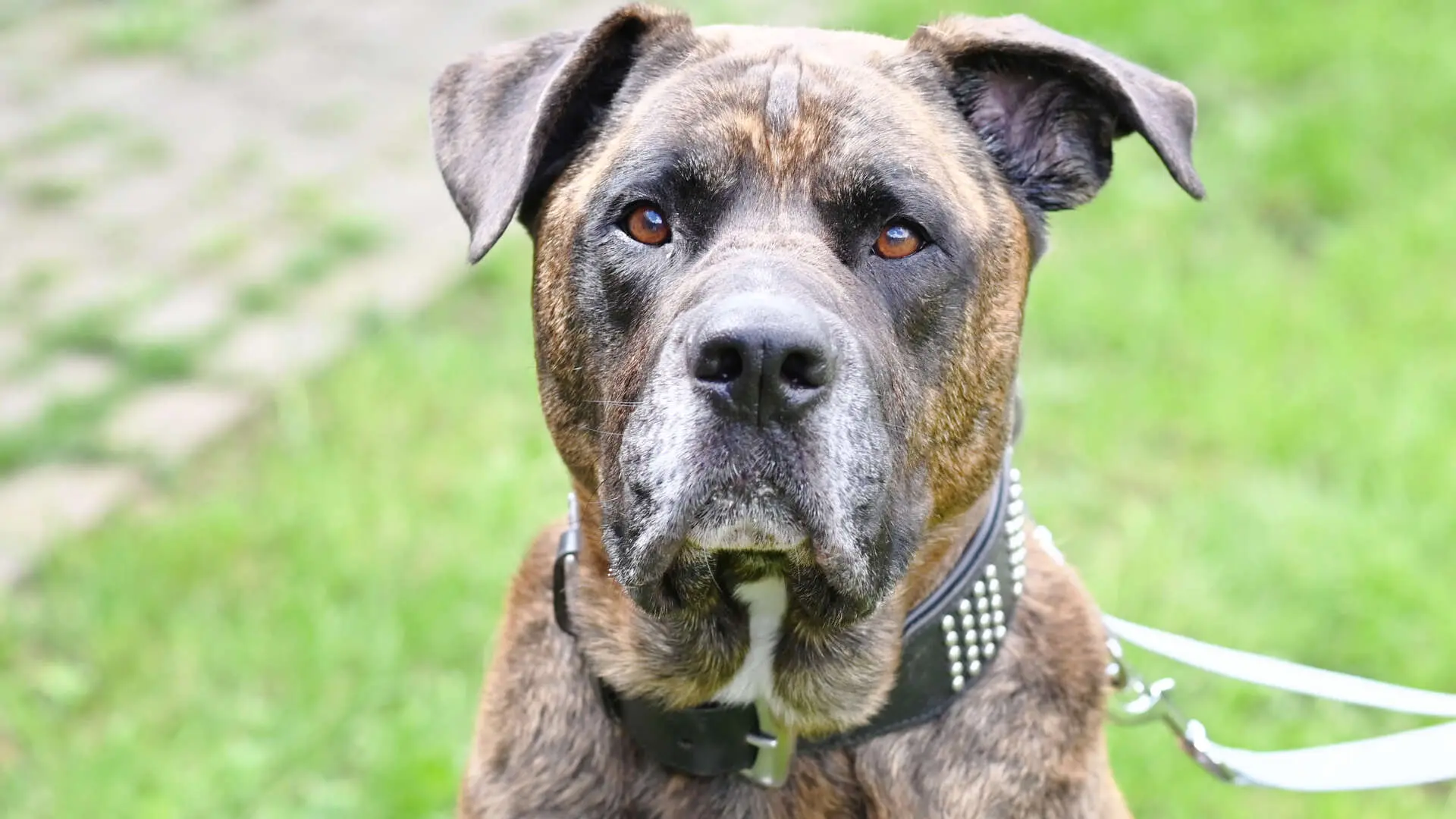 Syliess, Dogo Canario aus dem Tierheim in Berlin (Foto 1 von 5)