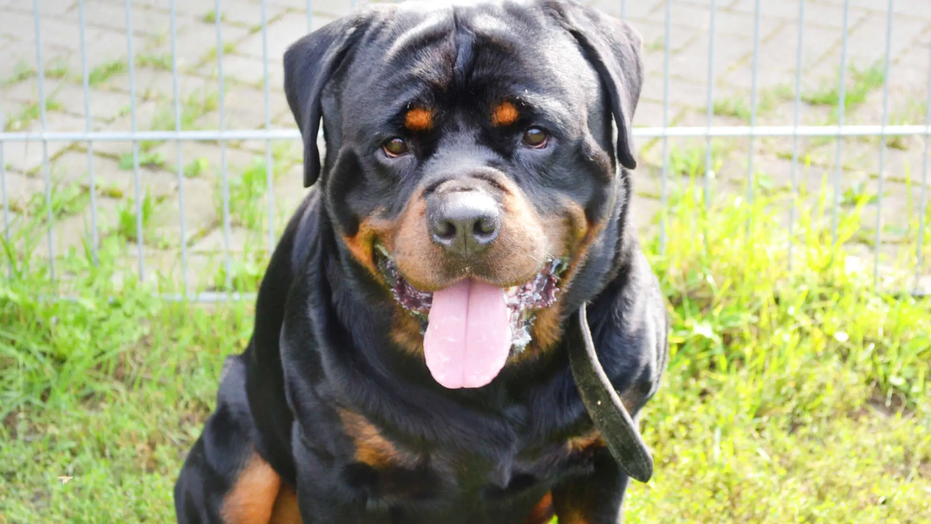 Arkor, Rottweiler sucht ein Zuhause in Berlin