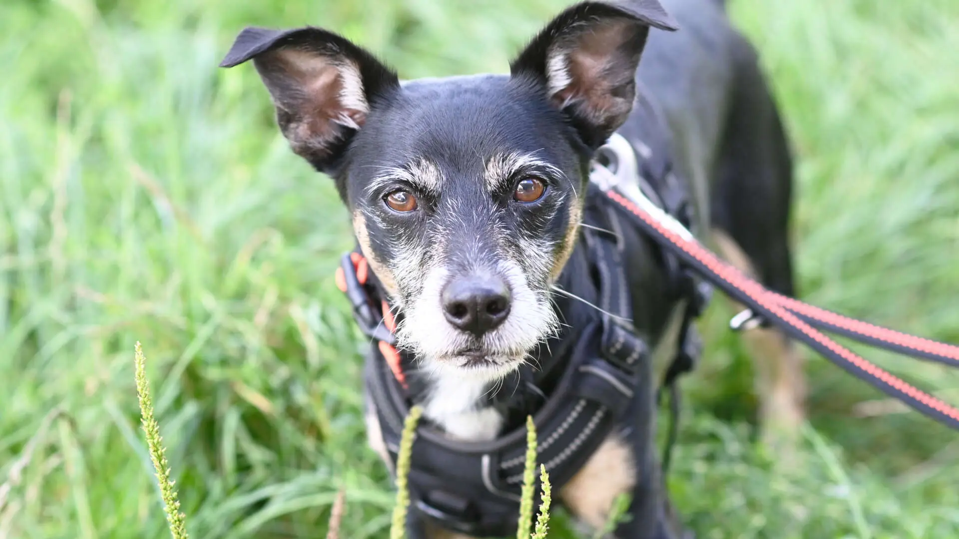 Max, Chihuahua-Jackrussell-Zwergpinscher-Mischling aus dem Tierheim in Berlin (Foto 1 von 3)