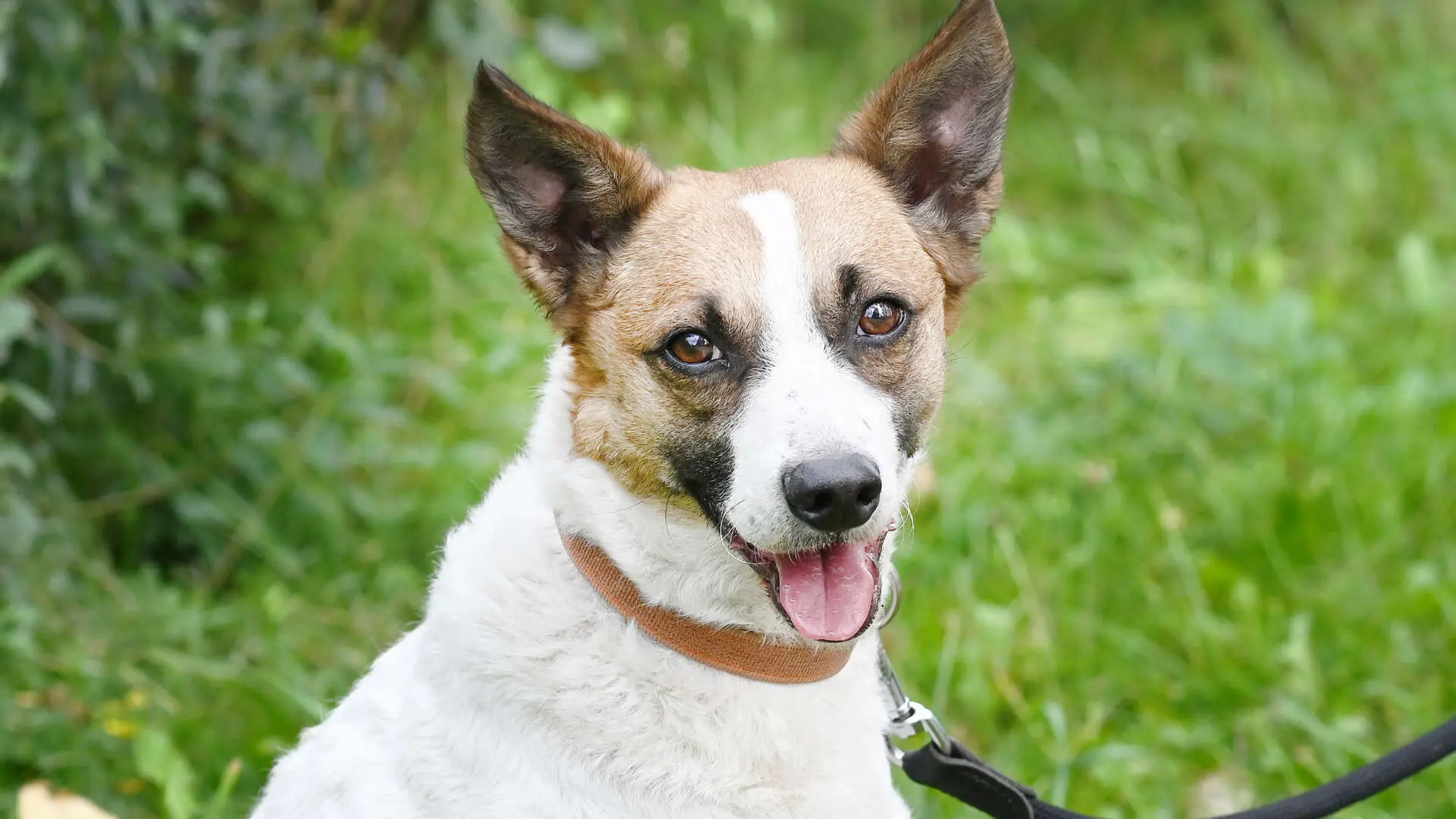 Rex, Jack Russell Terrier-Mischling sucht ein Zuhause in Berlin