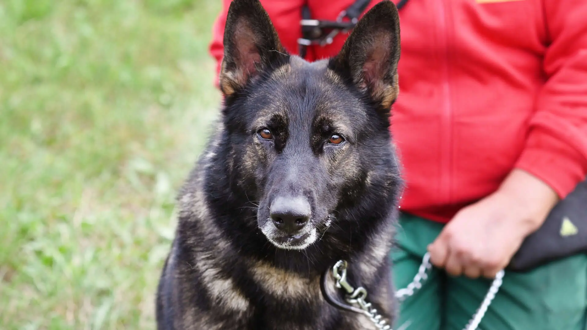 Sammy, Deutscher Schäferhund sucht ein Zuhause in Berlin
