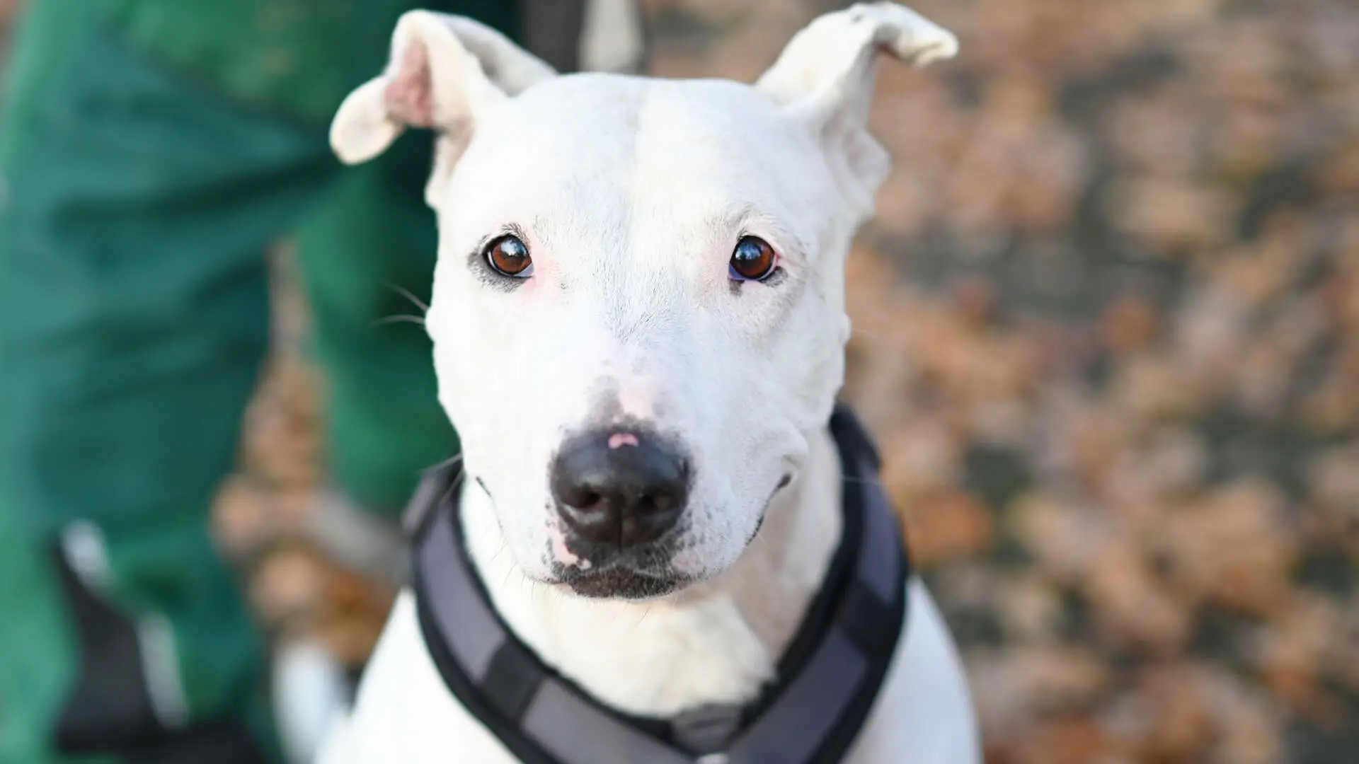 Mallow (Marshmallow), Bullterrier-Mischling aus dem Tierheim in Berlin (Foto 1 von 8)