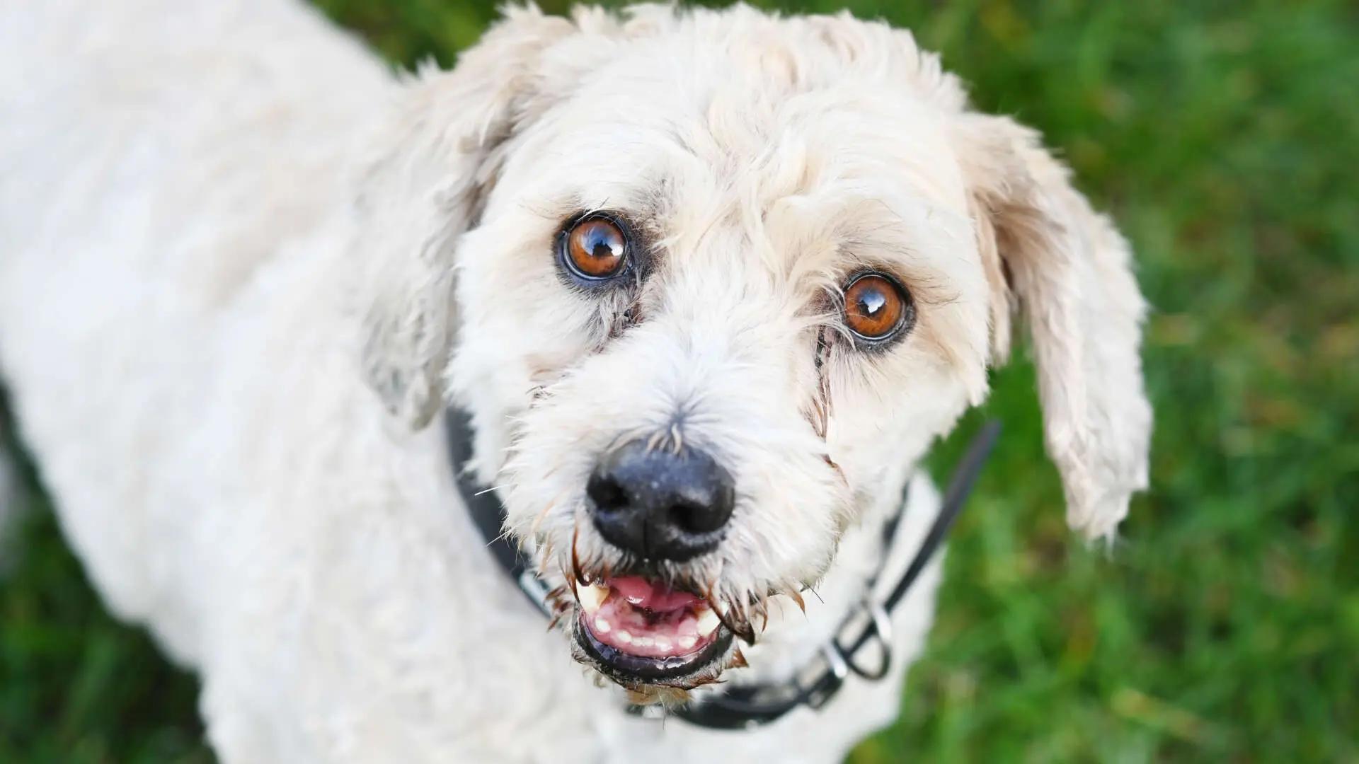 Mikesch, West Highland Terrier-Pudel-Mischling sucht ein Zuhause in Berlin